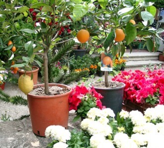 Magyar narancs és citrom, Pécs
